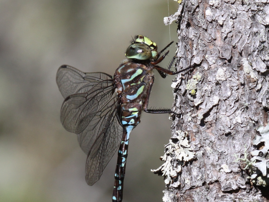 Subarctic Darner (Male)