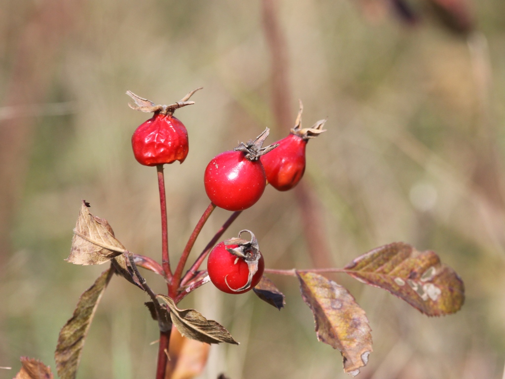 Rose Hips
