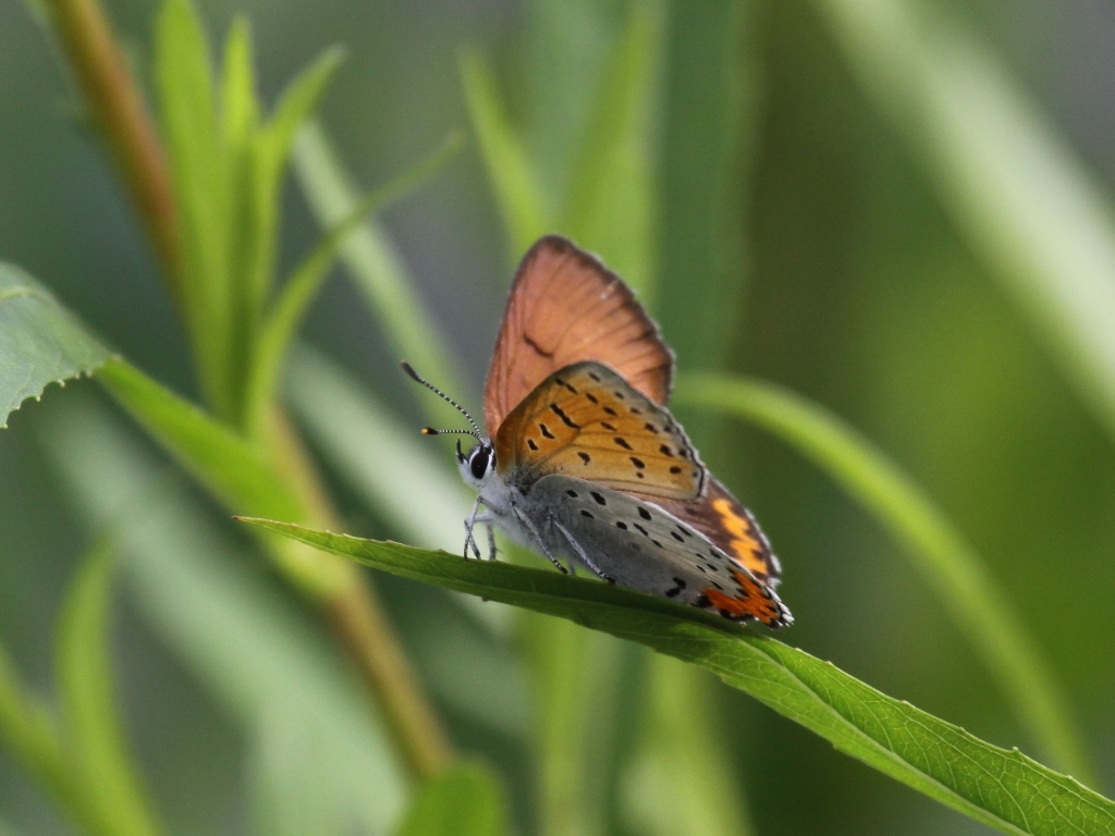 Bronze Copper