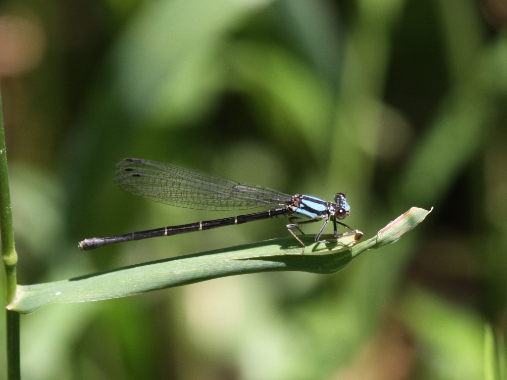 Blue-tipped Dancer (Blue Form Female)