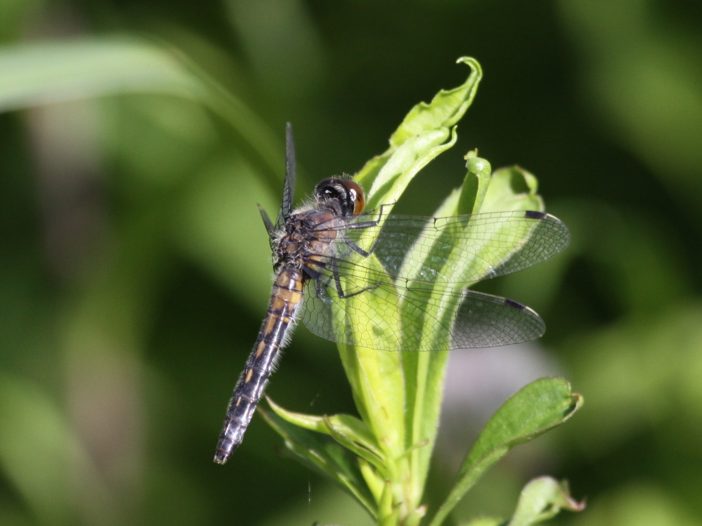 Frosted Whiteface (Female)