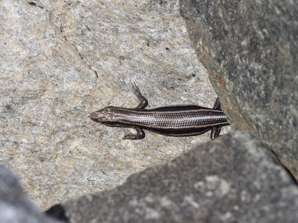 Five-lined Skink