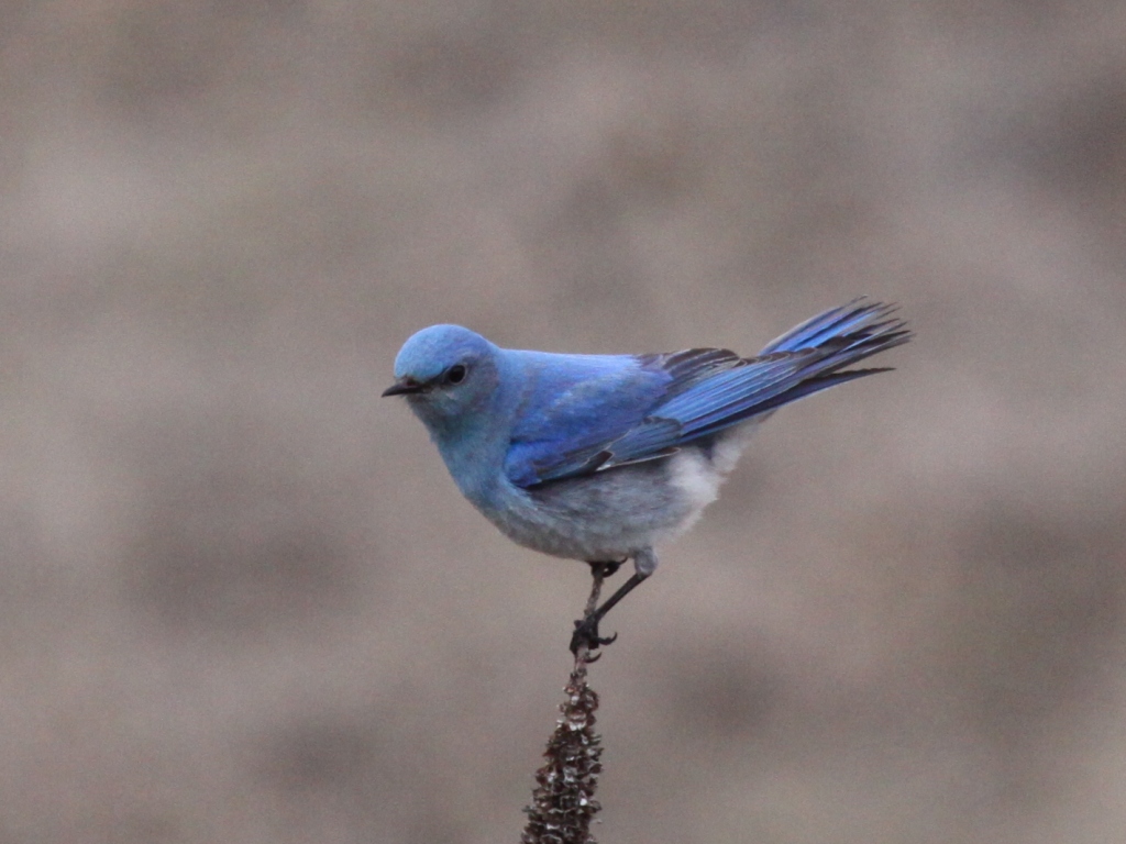 Mountain Bluebird