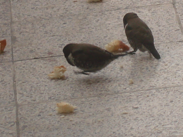 DSC00112.JPG