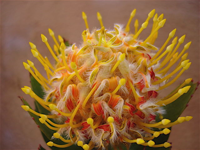 PINCUSHION PROTEA