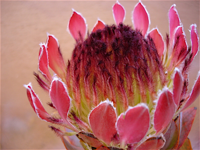 QUEEN PROTEA