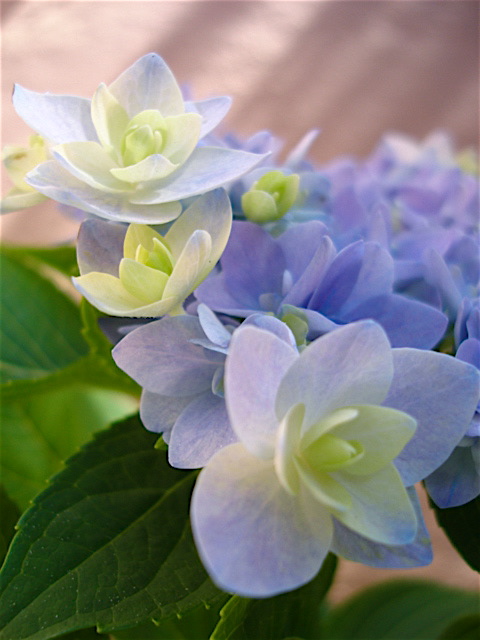 HYDRANGEA