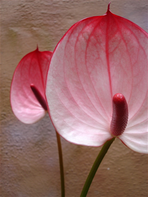 ANTHURIUM