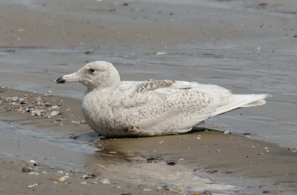 Glaucous Gull   Wales