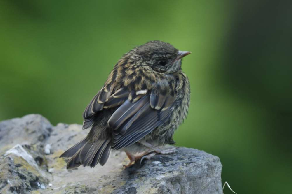 Dunnock    Llandudno