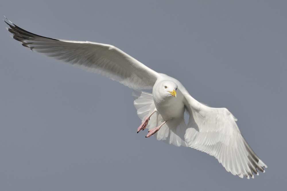 Herring Gull    Wales