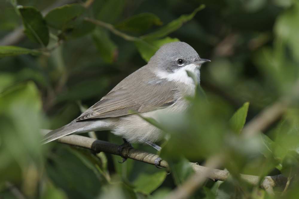 Lesser Whitethroat Conwy RSPB