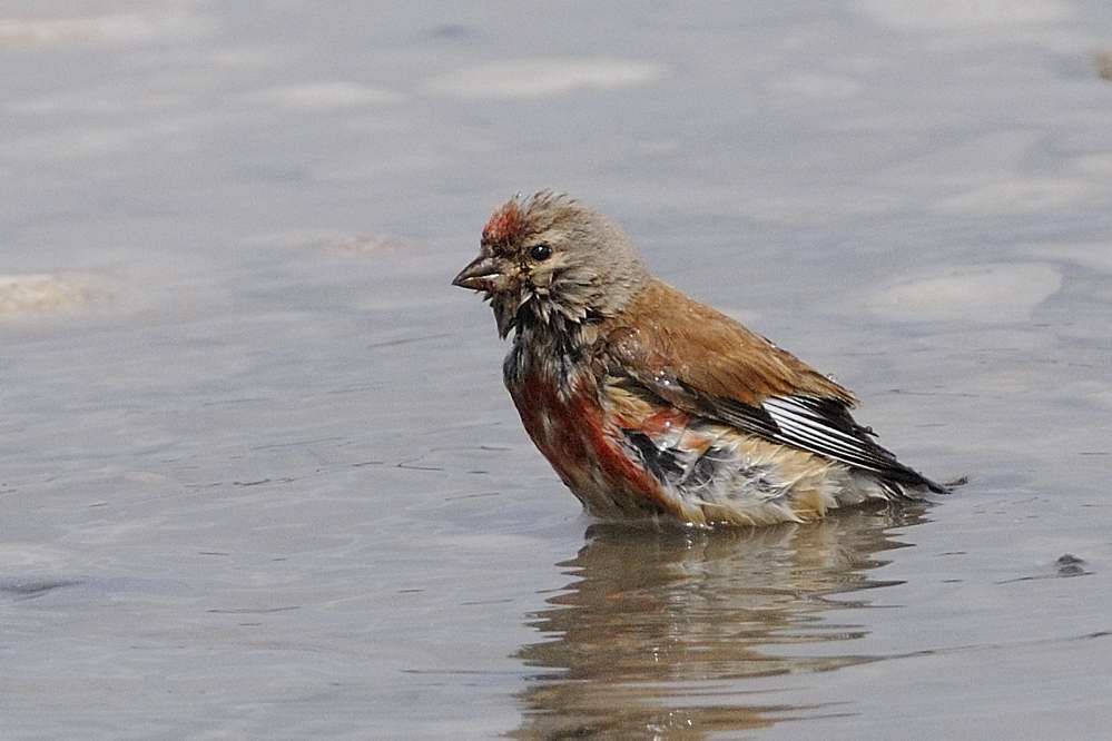 Linnet Pensarn Conwy