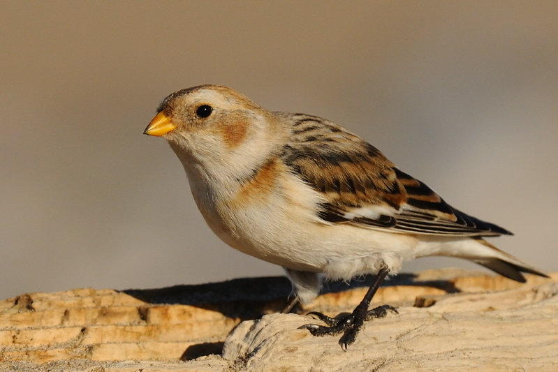 Snow Bunting  Rhyl