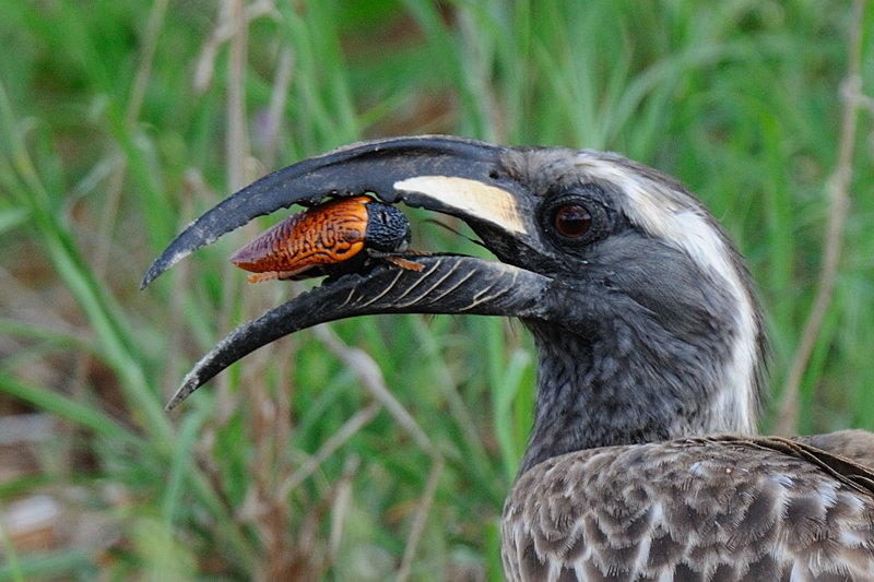 African Grey Hornbill  Tsavo East NP