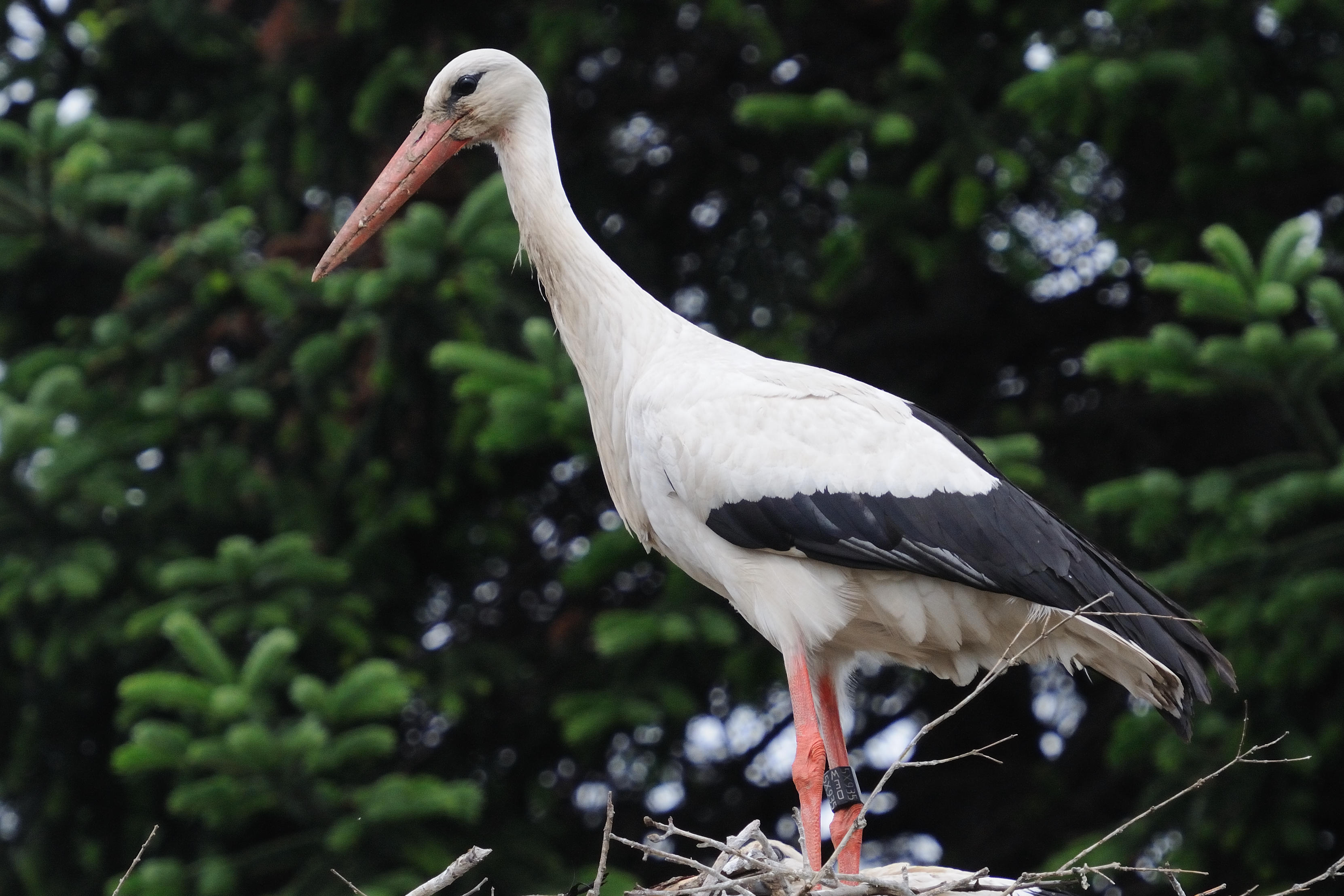 White Stork  Bensheim,Germany