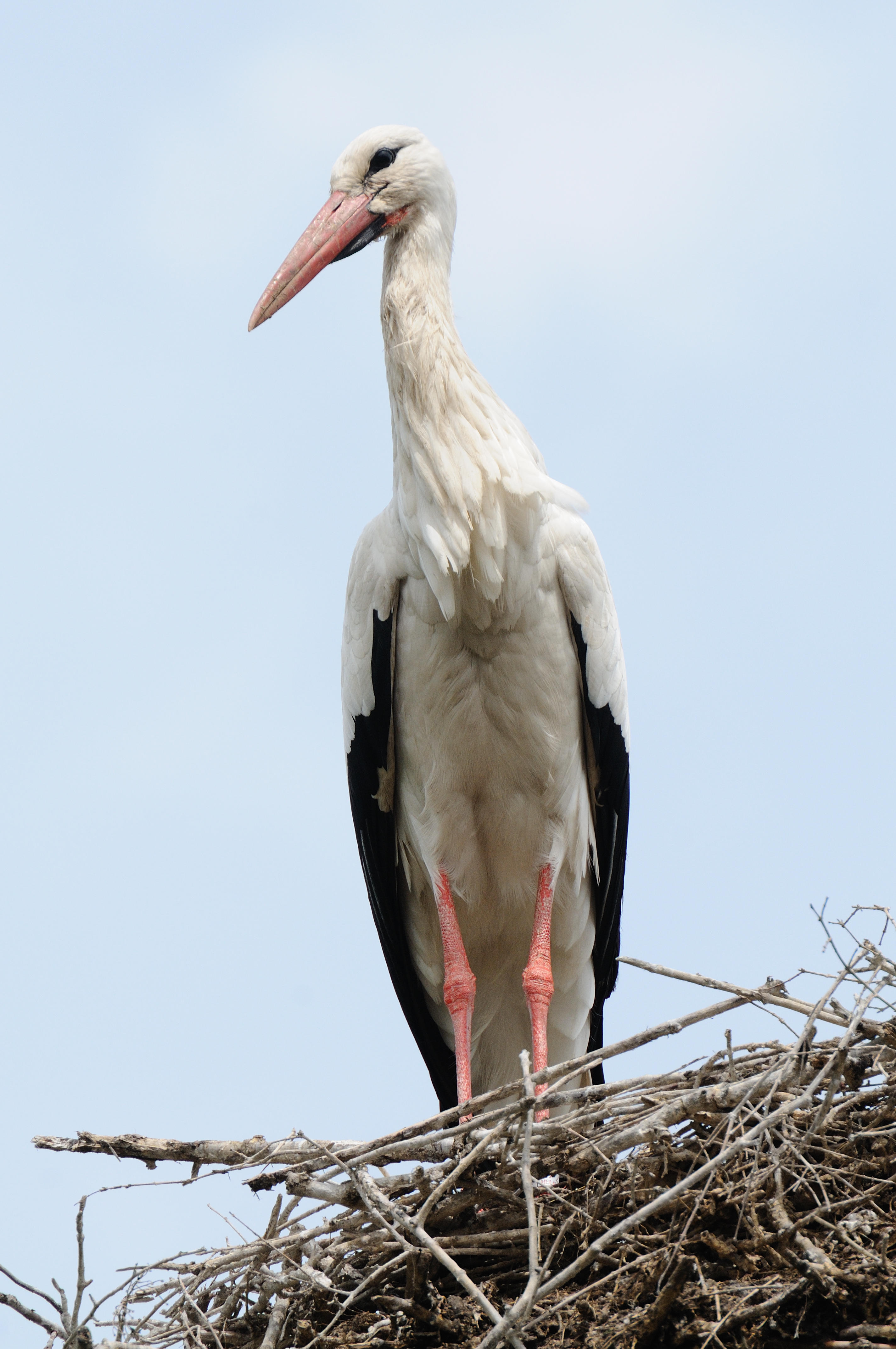 White Stork  Bensheim,Germany