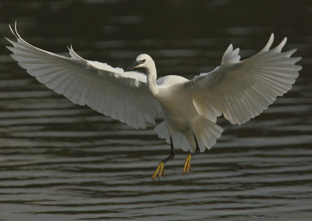 Little Egret Conwy RSPB