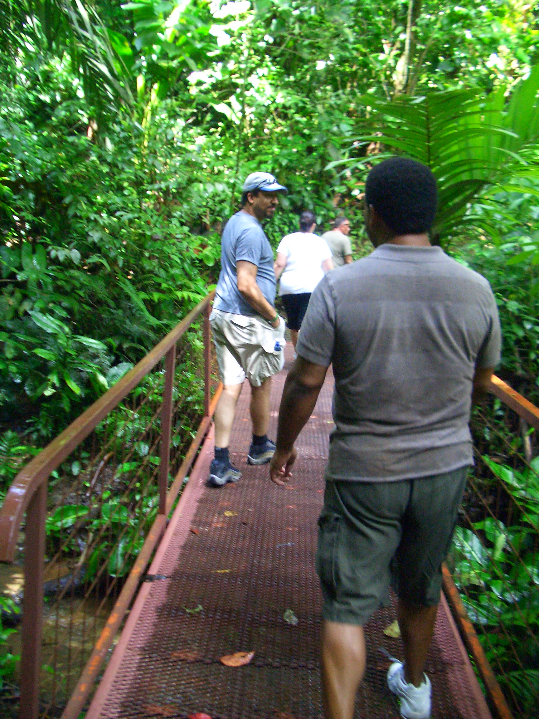 Tempted by the innocent looking low bridge, they march on into the rainforest