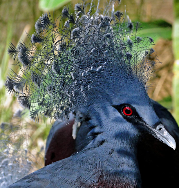 Blue bird with fancy headdress