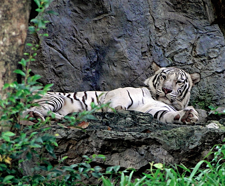 White tiger