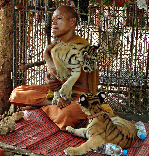 Monk with two tiger cubs #1