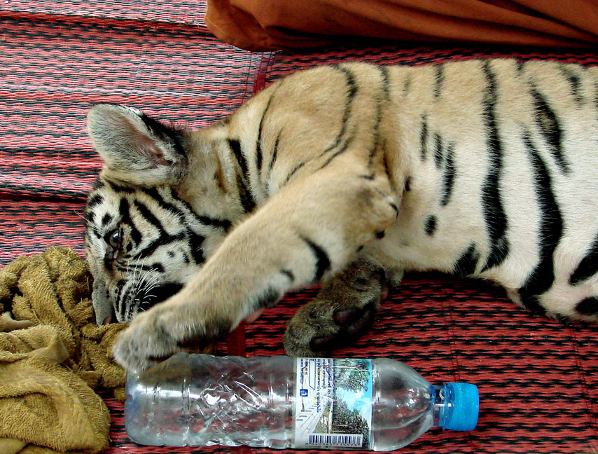 Tiger cub playing with bottle