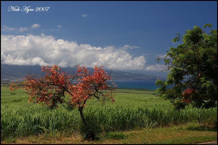 Local scenery