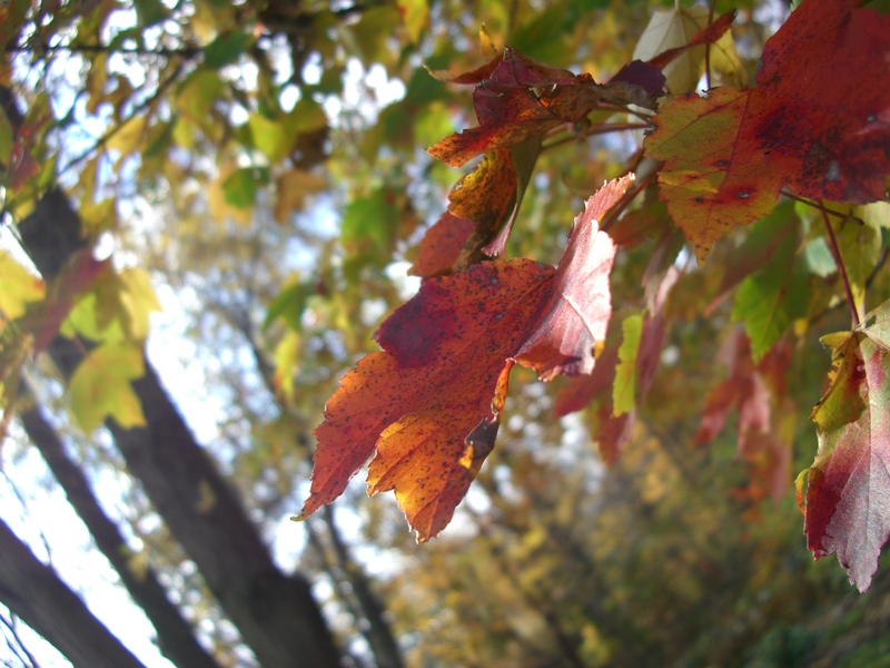 Foliage