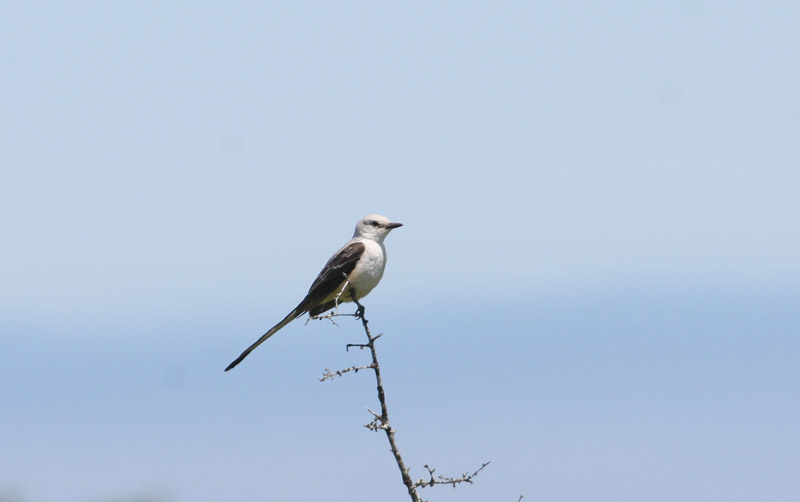 Tyran  � longue queue (Scissor-tailed Flycatcher) Escuminac, 26 juin