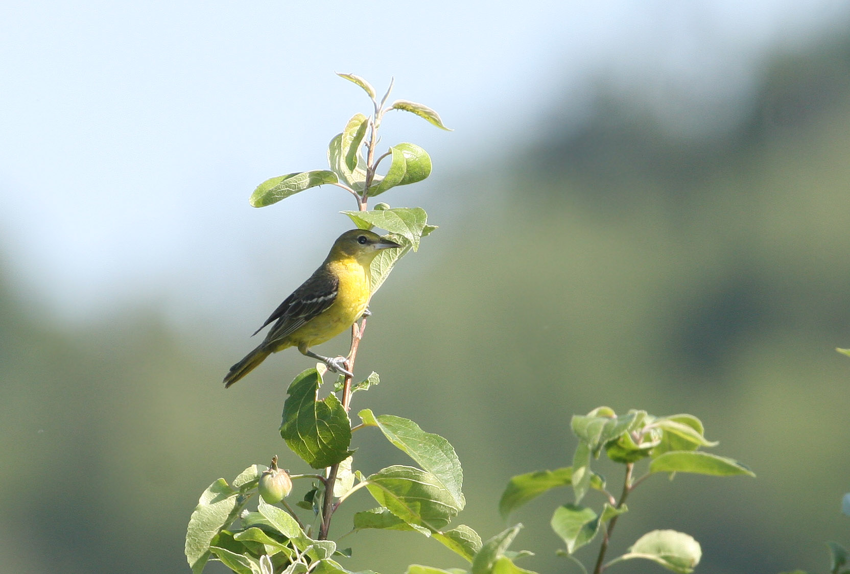 Oriole des vergers, Orchard Oriole, Riverbank