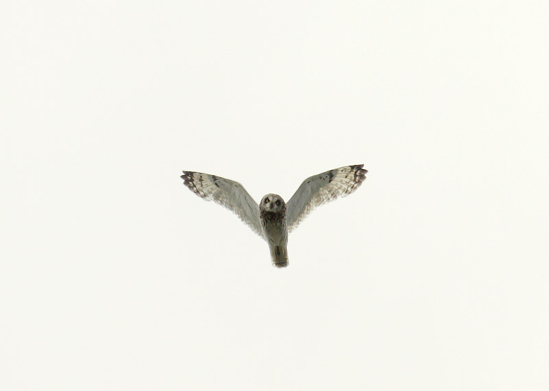 Hibou des marais