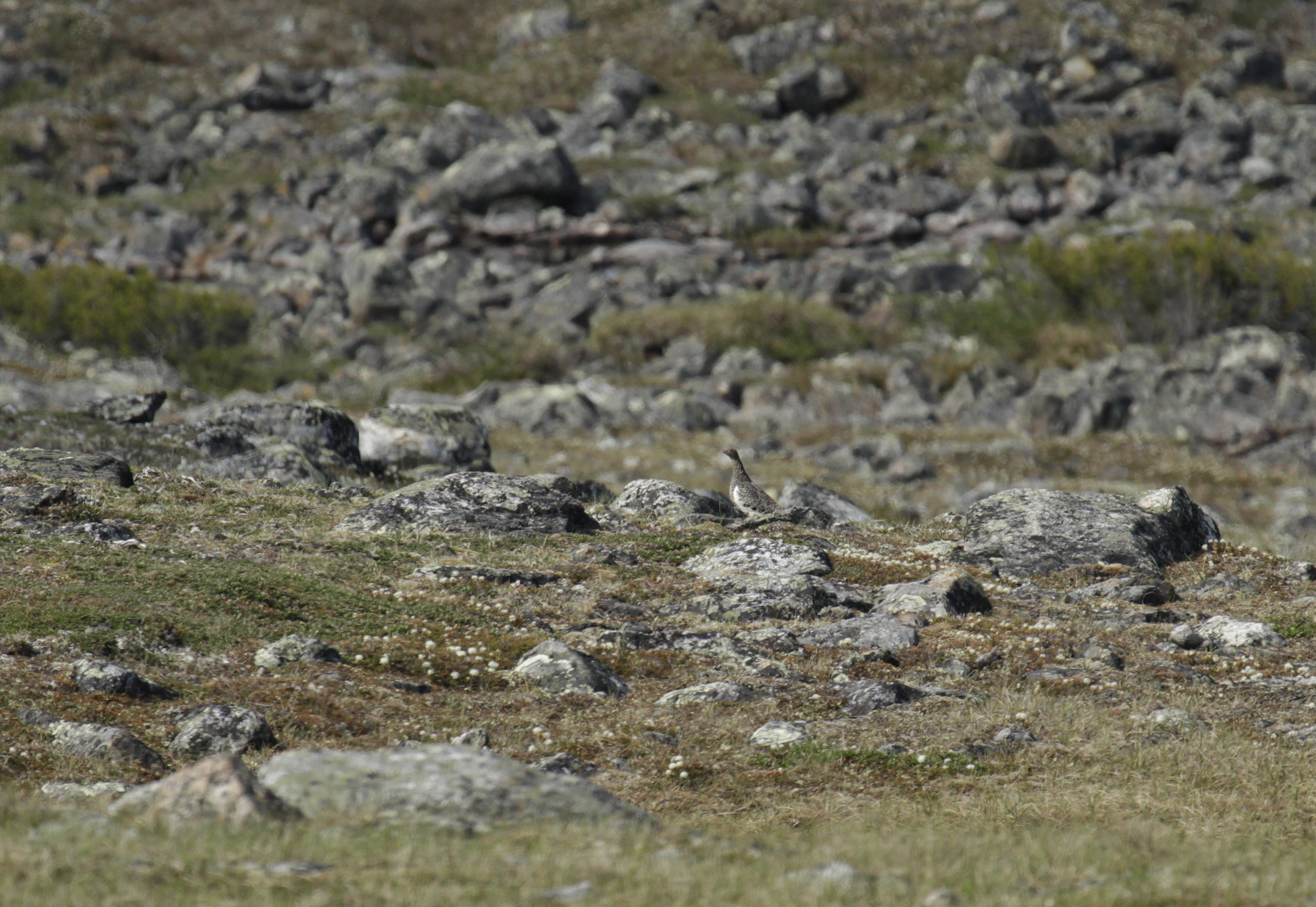 Lagopde alpin et son habitat