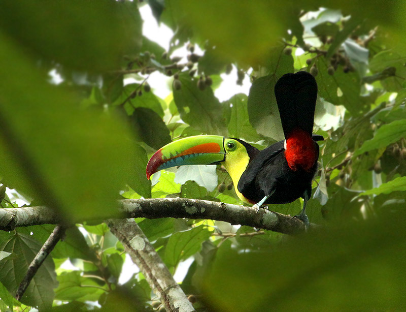 Toucan  carne (Keel-billed Tucan)