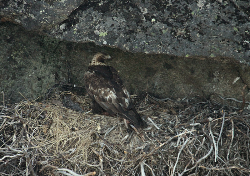 Aigle royal au nid, rgion de Fermontl