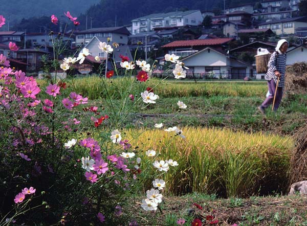 otaki flowers rice.jpg