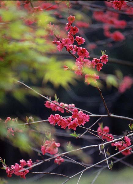 red blossoms green leaves.jpg