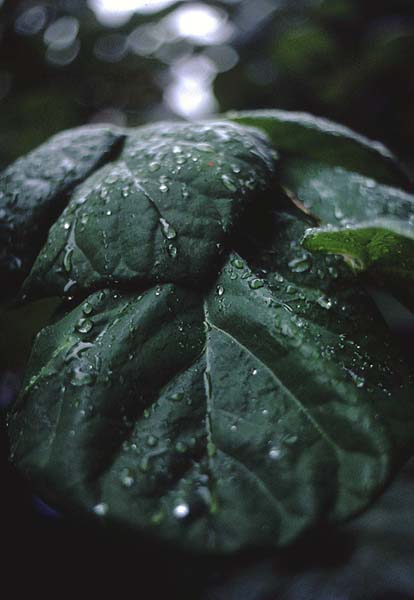 dewy leaf.jpg