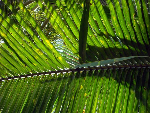 palm fronds.jpg