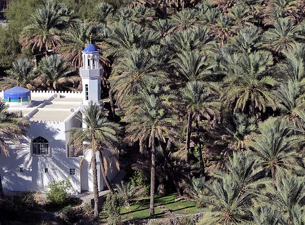 mosque palms.jpg