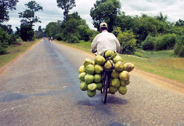 coconut bike.jpg