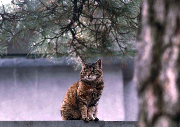 cat on temple wall.jpg