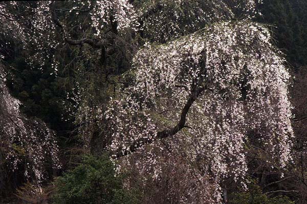 agematsu cherry blossoms.jpg