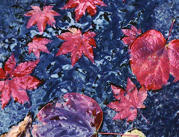 autumn leaves stream.jpg