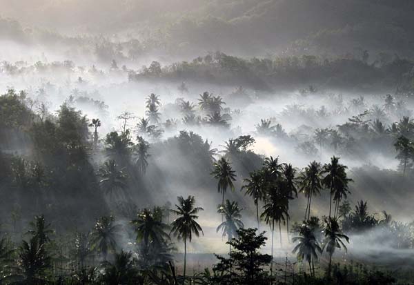 coconut morning.jpg