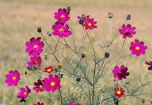 cosmos and rice field.jpg