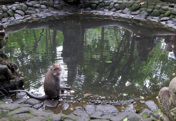 macaque pool.jpg
