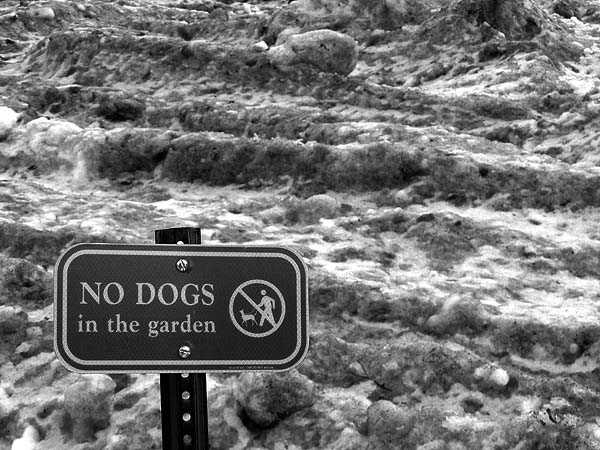 no dogs.jpg