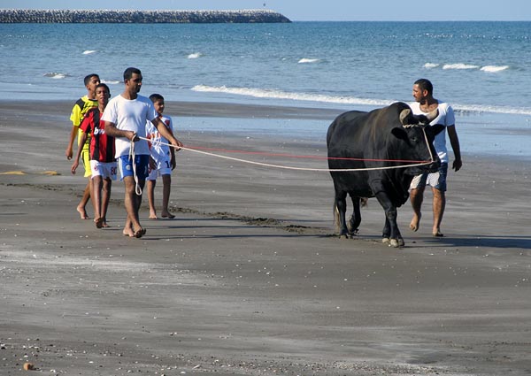 walking the bull.jpg