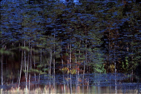 pond reflection.jpg